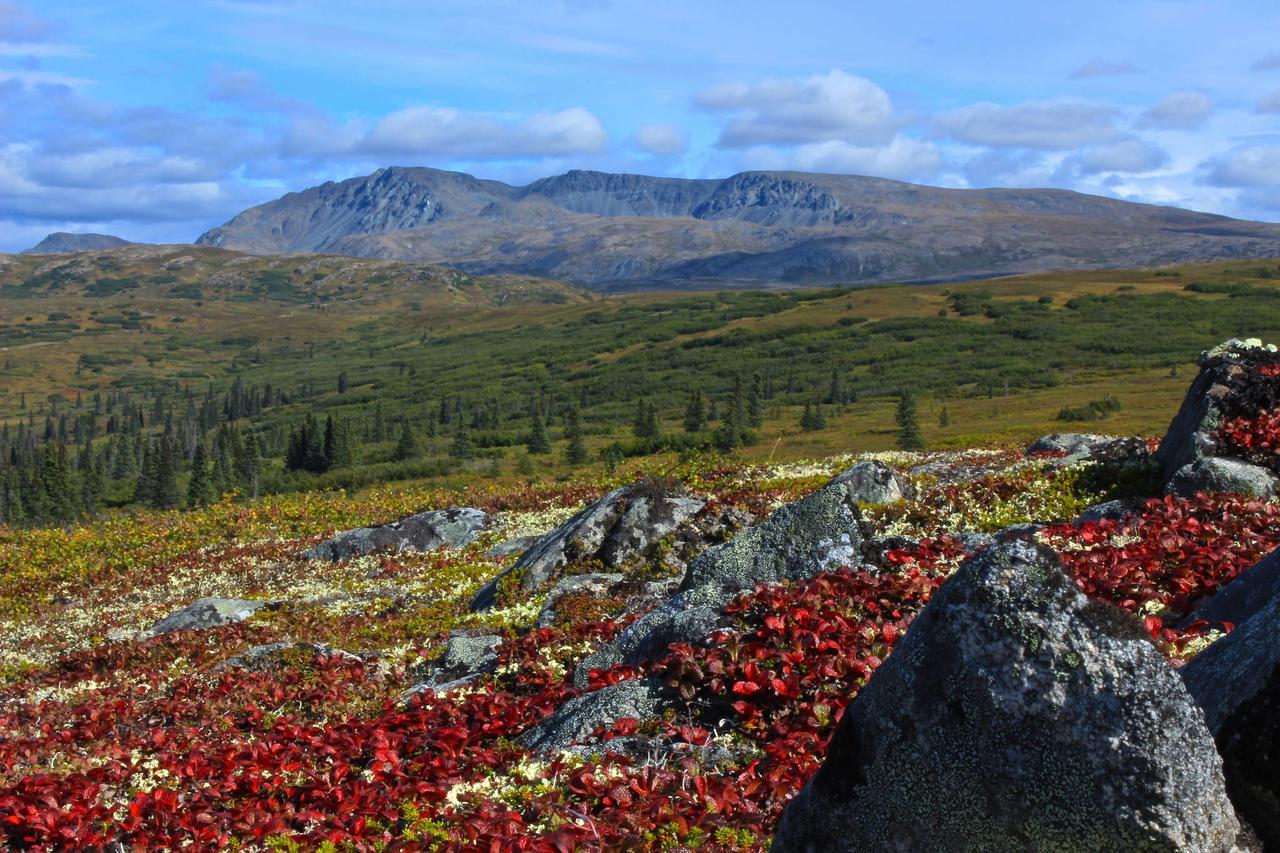Caribou Lodge Alaska ทัลคีทนา ภายนอก รูปภาพ