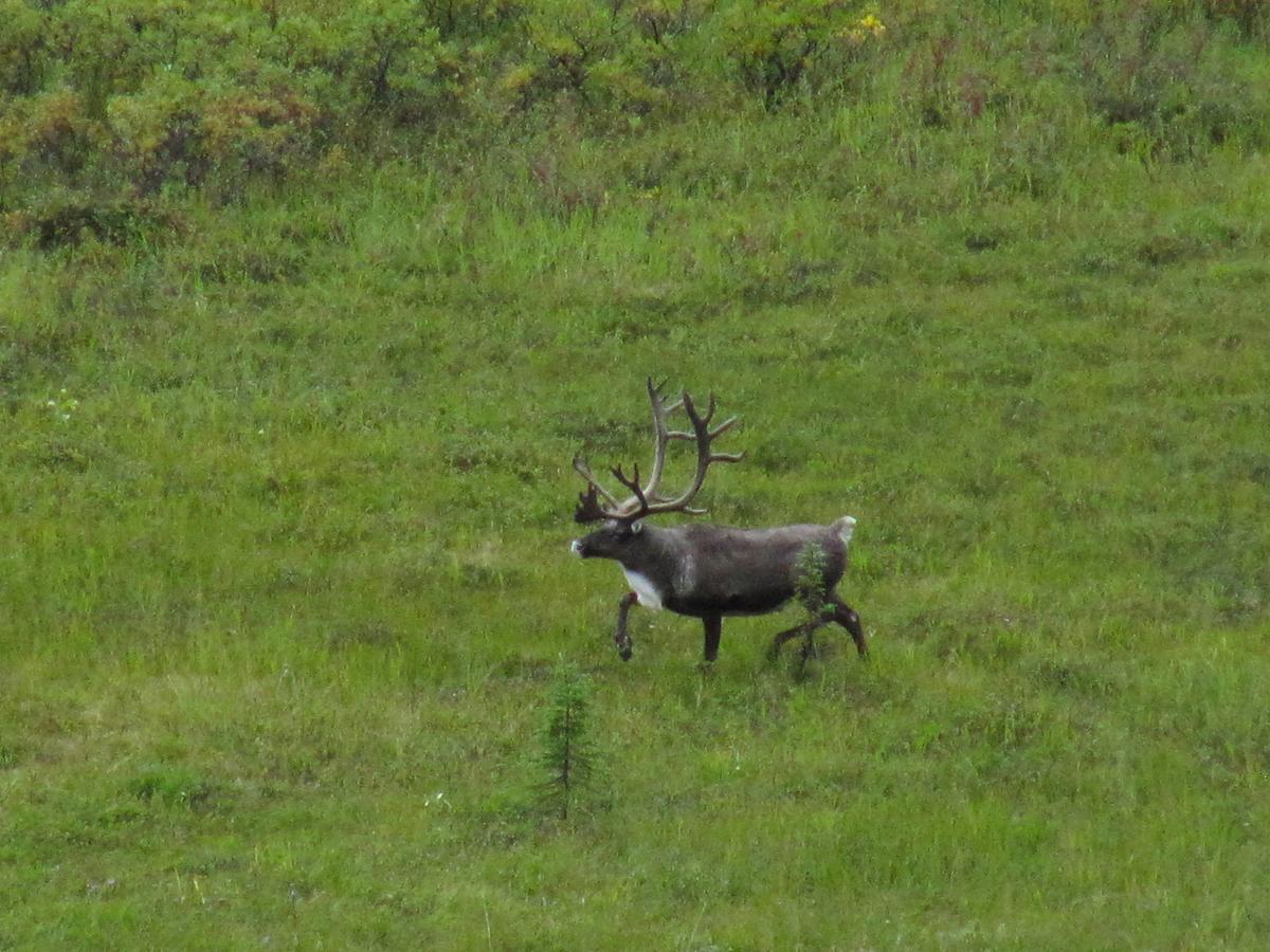 Caribou Lodge Alaska ทัลคีทนา ภายนอก รูปภาพ