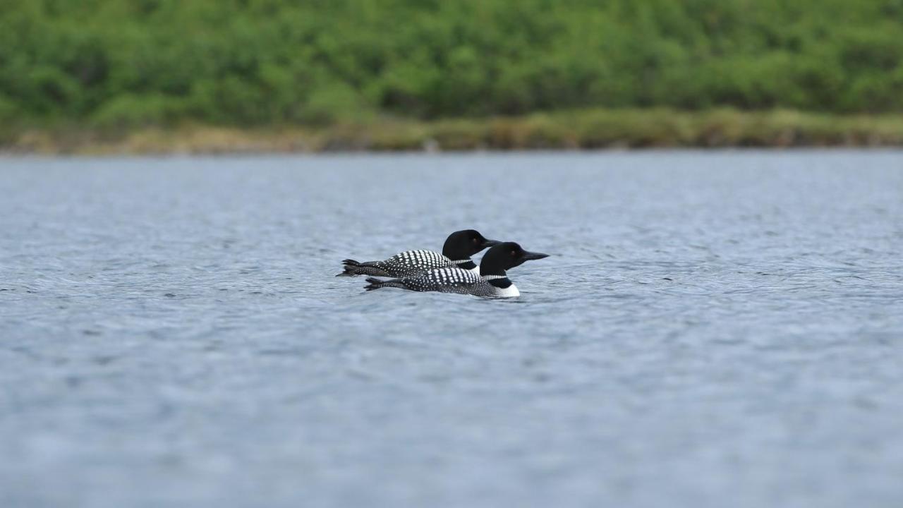 Caribou Lodge Alaska ทัลคีทนา ภายนอก รูปภาพ