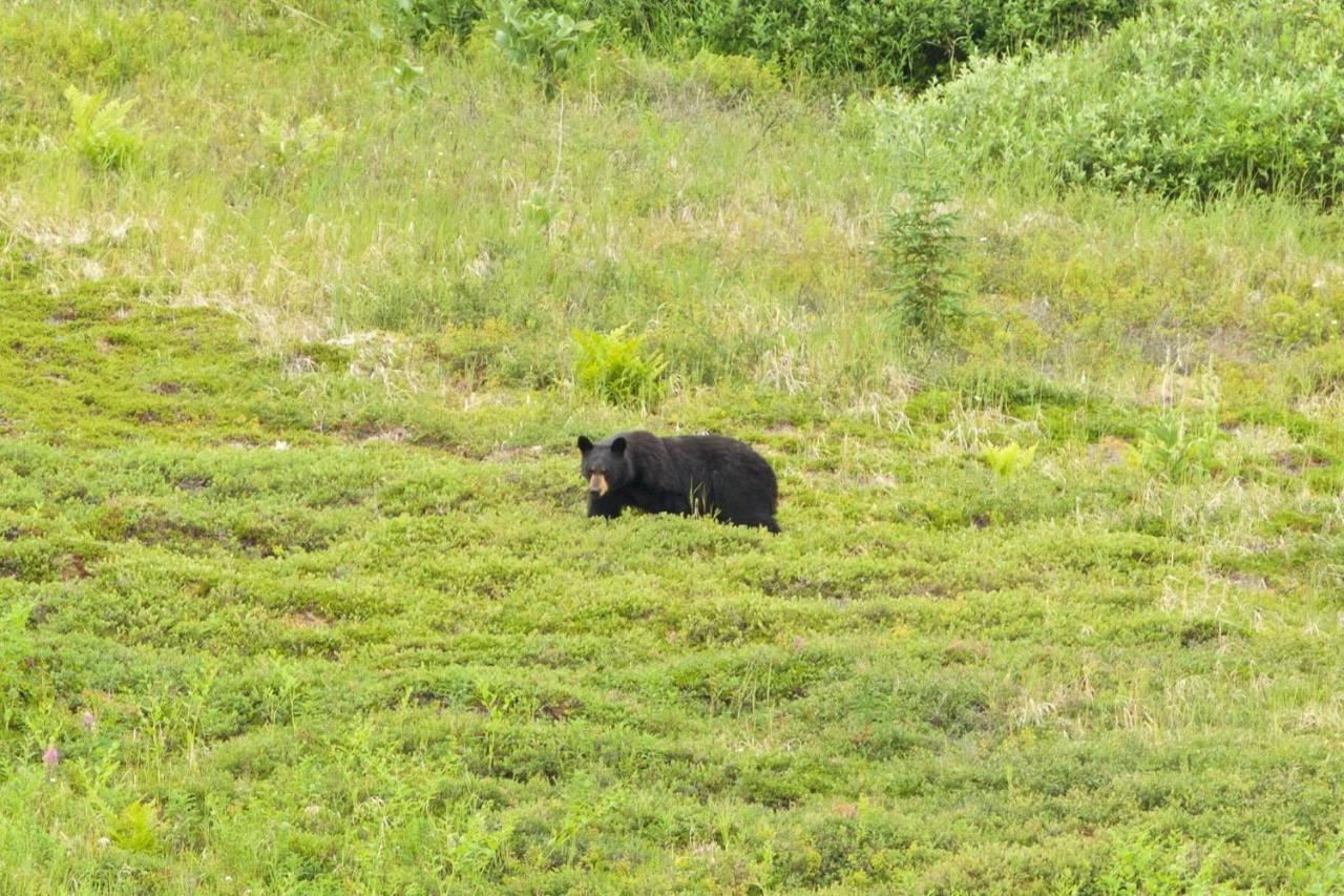 Caribou Lodge Alaska ทัลคีทนา ภายนอก รูปภาพ