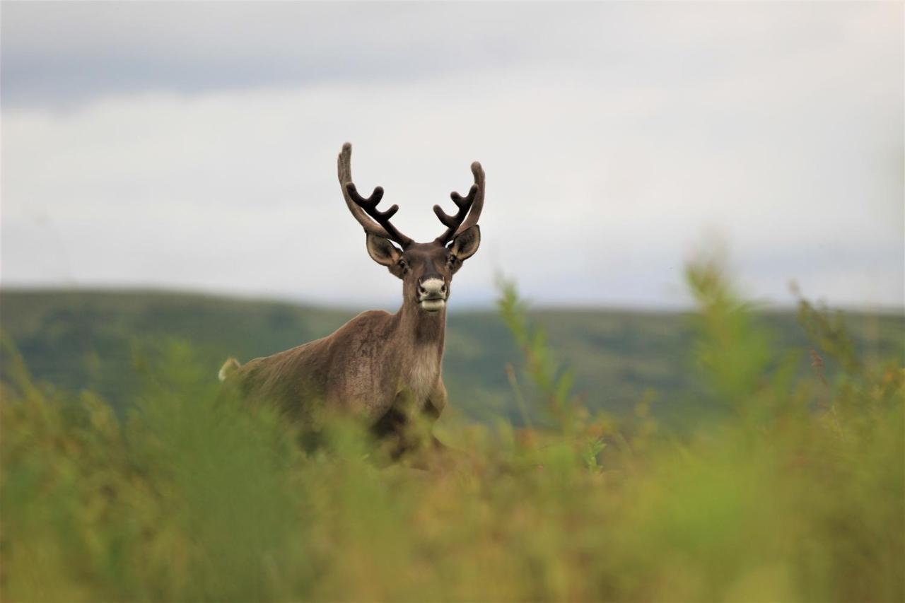 Caribou Lodge Alaska ทัลคีทนา ภายนอก รูปภาพ