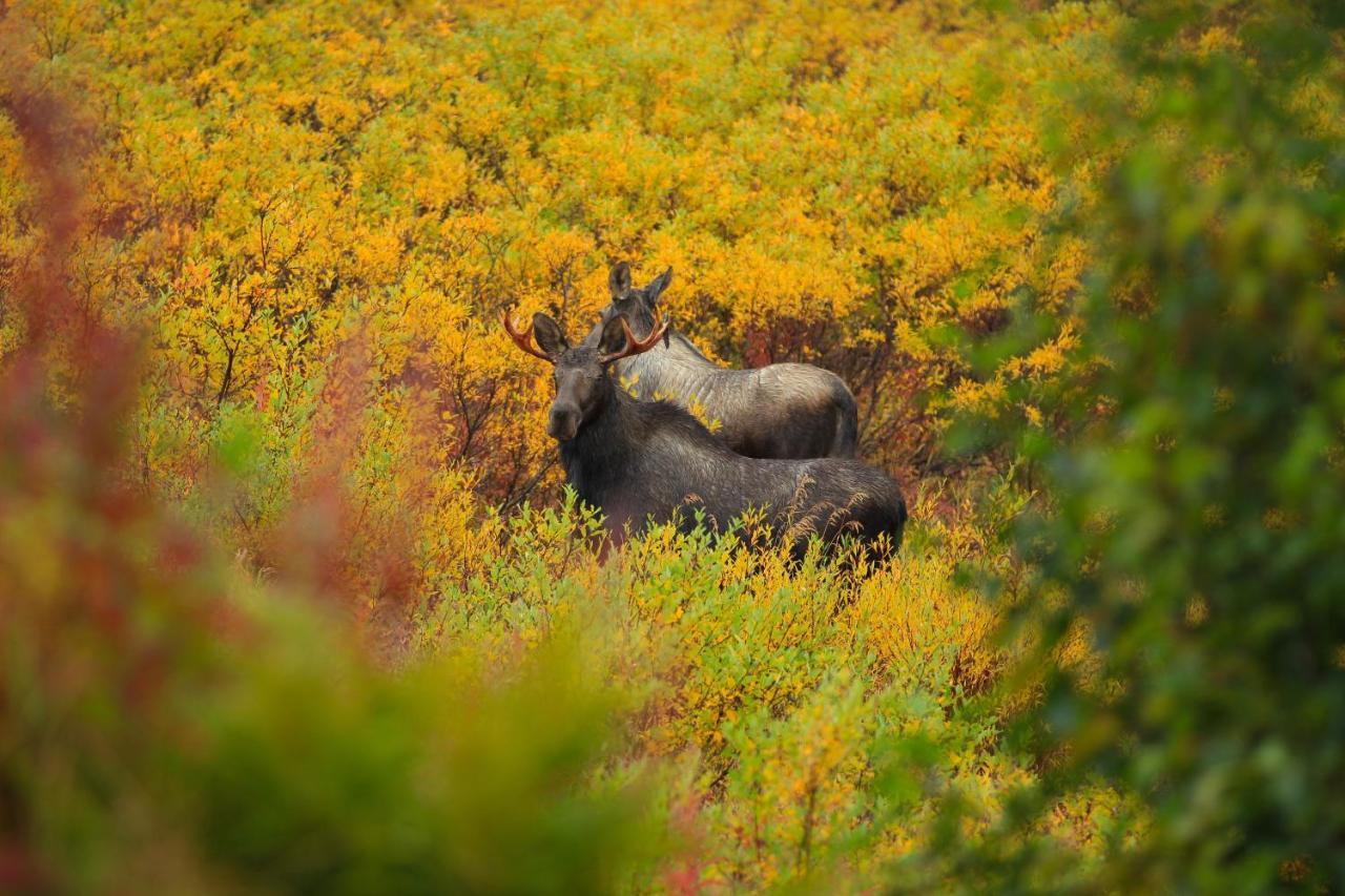 Caribou Lodge Alaska ทัลคีทนา ภายนอก รูปภาพ