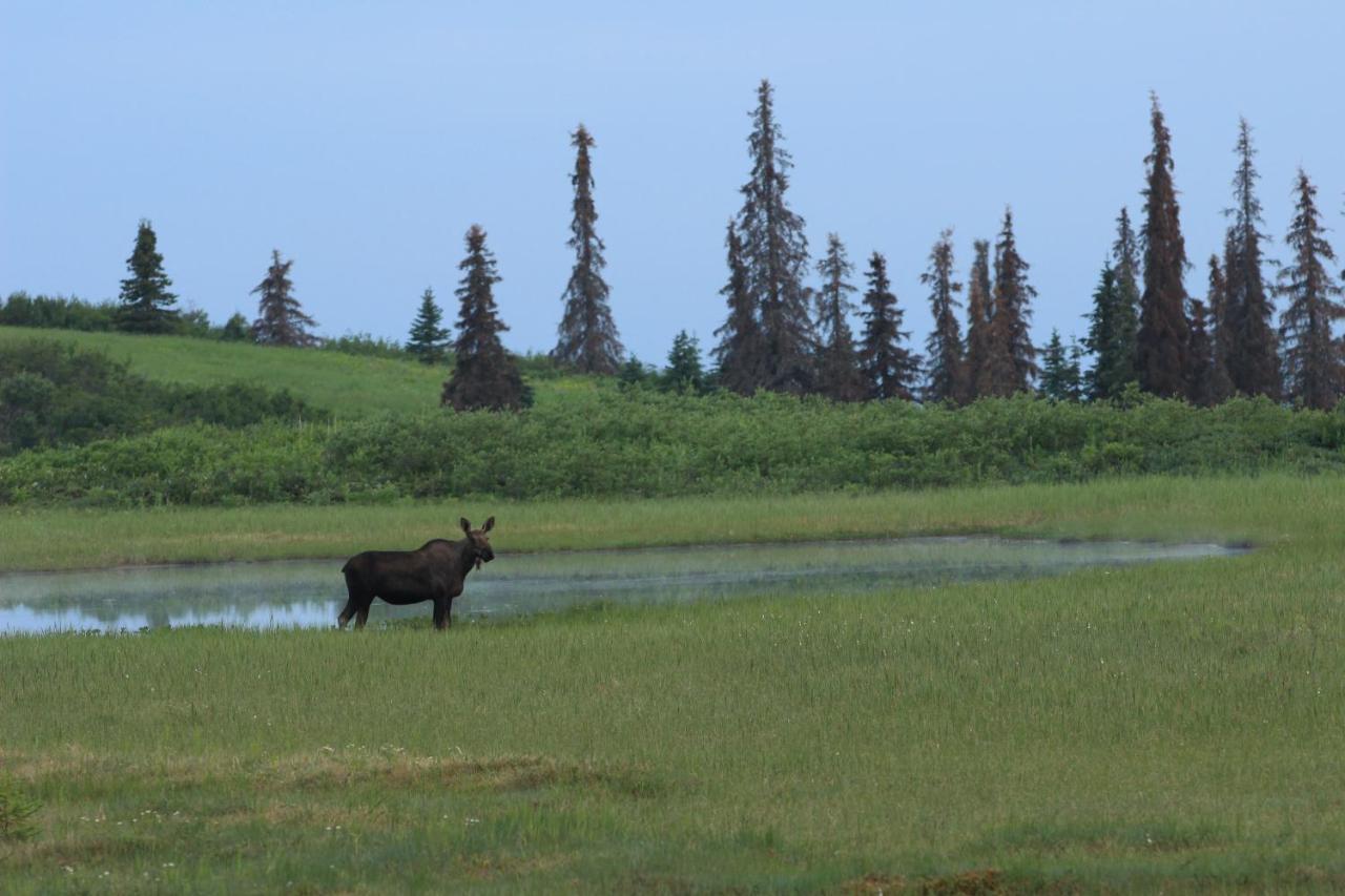 Caribou Lodge Alaska ทัลคีทนา ภายนอก รูปภาพ
